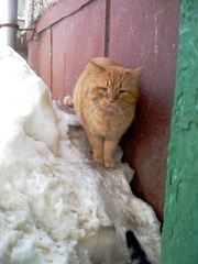 Рыжий Ласковый кот ищет дом!